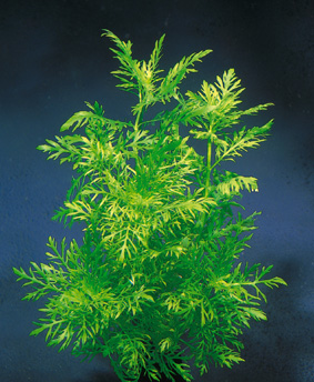 هیگرفیلا ویستریا